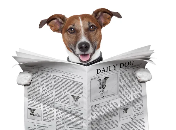 Dog newspaper — Stock Photo, Image