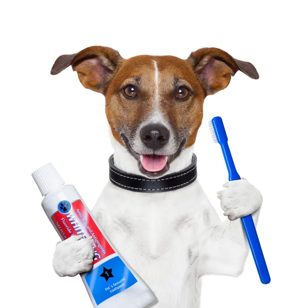 Teeth cleaning gog — Stock Photo, Image