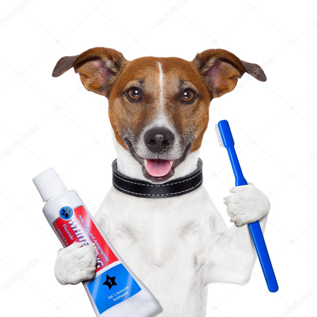 Чистка зубов собакам отзывы. Зубная щётка для собак. Собачка с зубной щёткой.