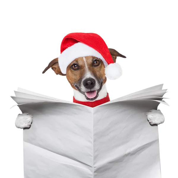 Christmas dog — Stock Photo, Image