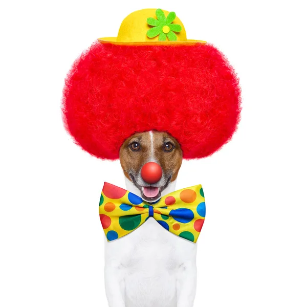 Chien clown avec perruque rouge et chapeau — Photo