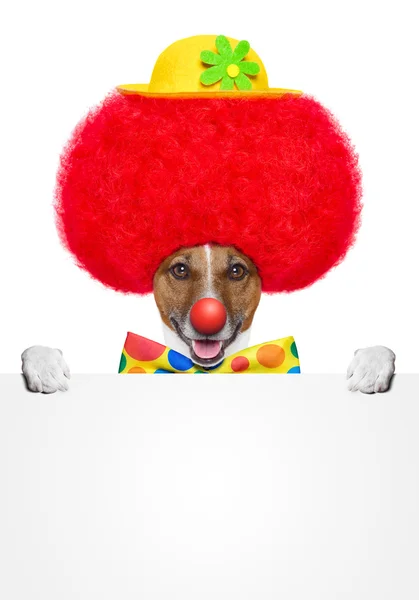 Perro payaso con peluca roja y sombrero — Foto de Stock