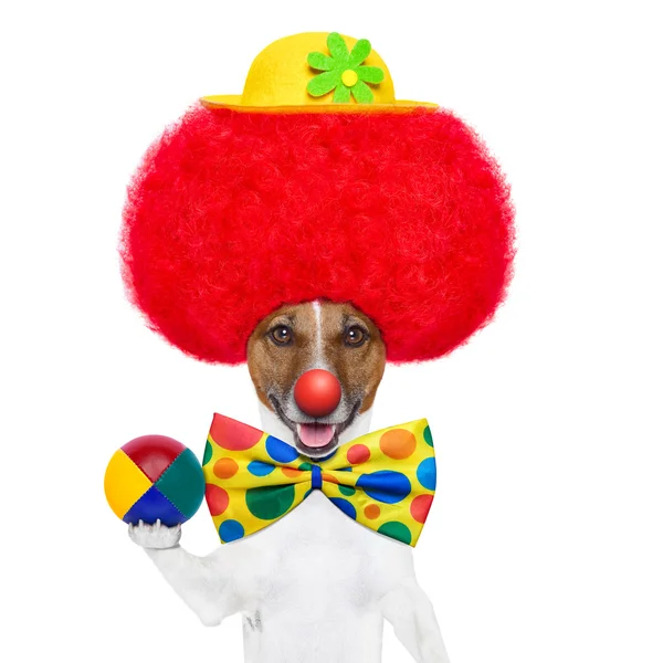 Клоун собака з червоною перукою і капелюхом — стокове фото
