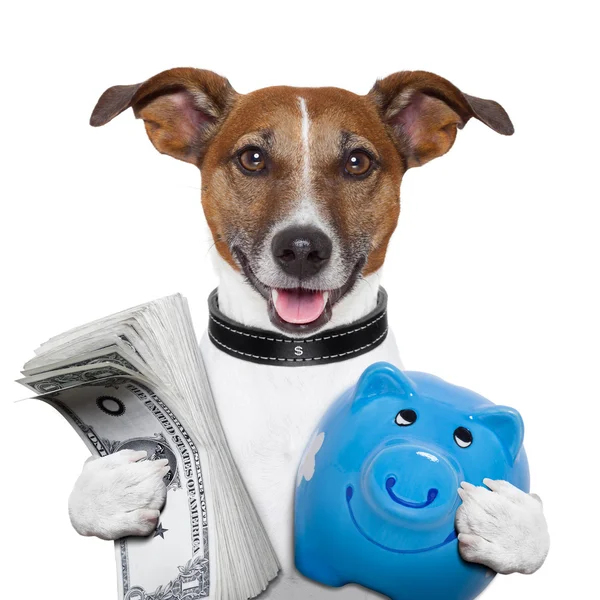 Geld hond — Stockfoto