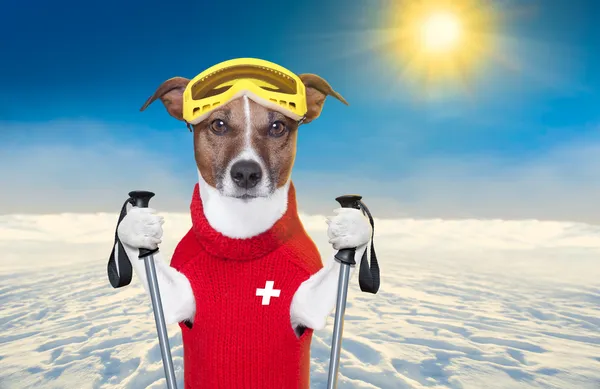 Pies na nartach — Zdjęcie stockowe