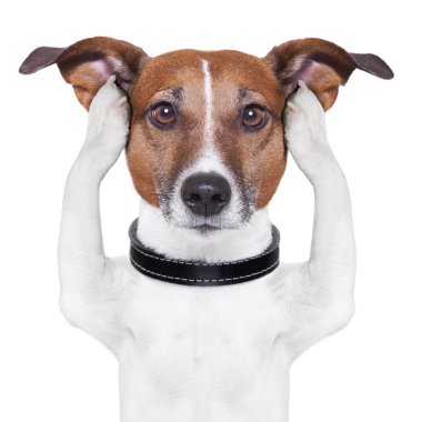 Kulaklarım köpek kapsayan