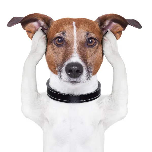 Covering ears dog — Stock Photo, Image