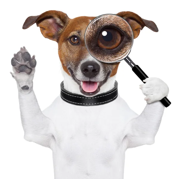 Dog with magnifying glass Royalty Free Stock Images