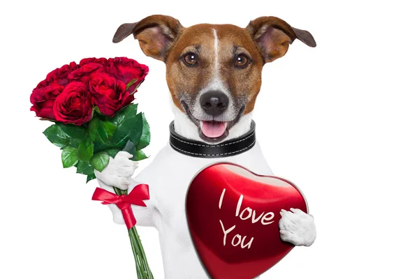 Cão Valentine — Fotografia de Stock