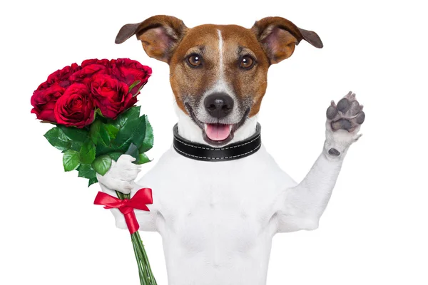 Valentine dog Royalty Free Stock Photos
