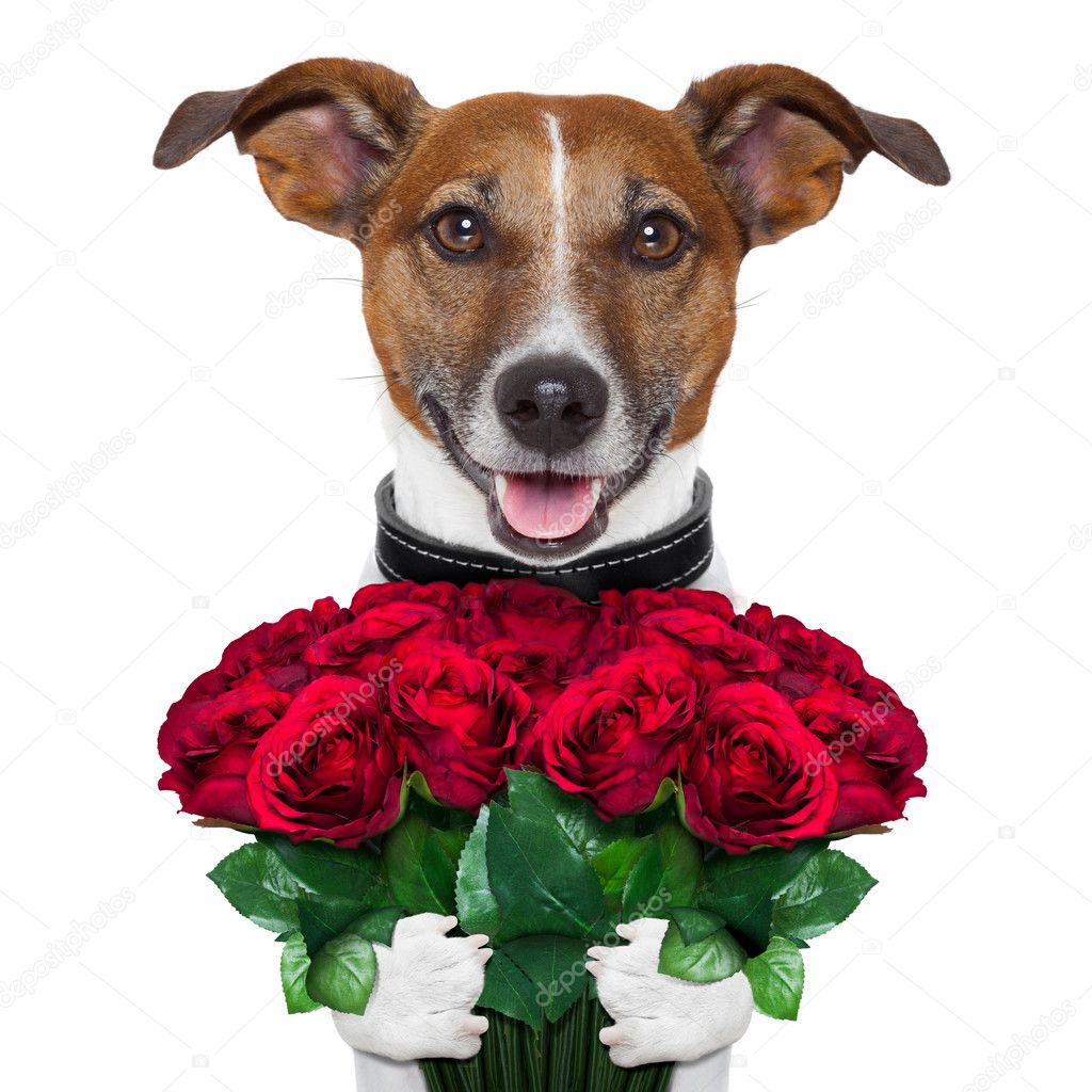 Valentine dog