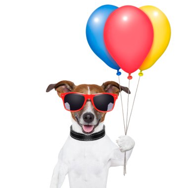 köpek balonlar ve pamuk şeker