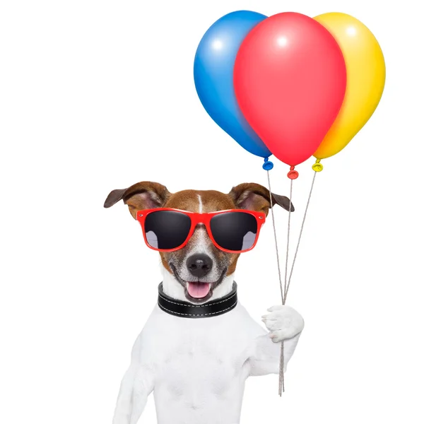 Hond ballonnen en suikerspin — Stockfoto