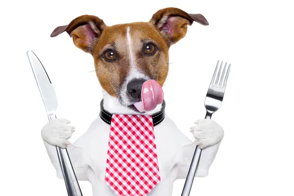 Hungry dog — Stock Photo, Image