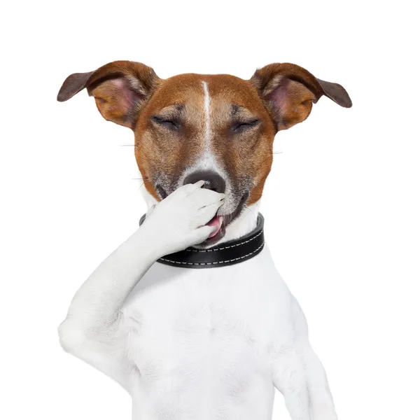 Dog laughing at a joke — Stock Photo, Image