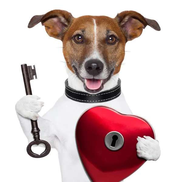 Valentine dog , unlock my heart — Stock Photo, Image