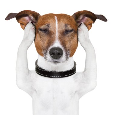köpek meditasyon