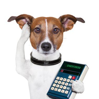 başarılı köpek muhasebeci