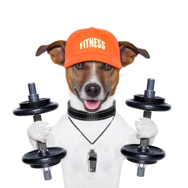 gülünç zindelik köpek