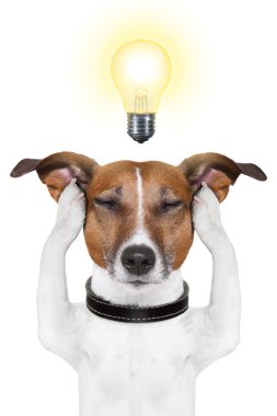 zeki Akıllı köpek