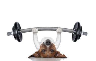 kişisel antrenör köpek