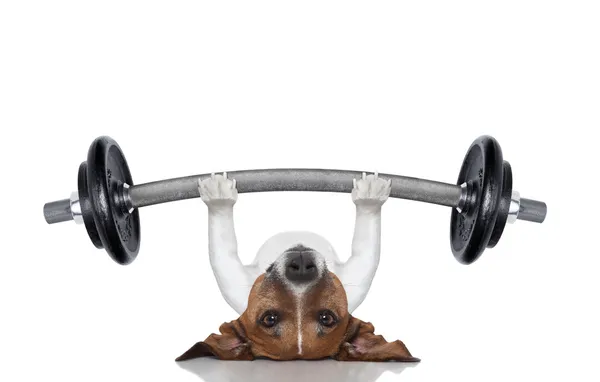 Personal Trainer Hund — Stockfoto