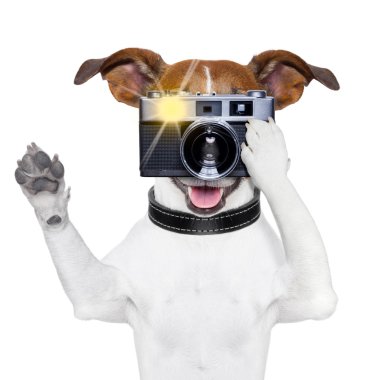 köpek fotoğraf