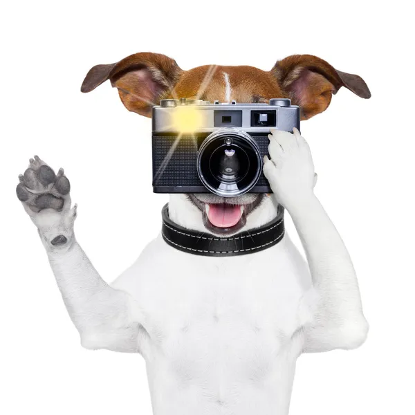 Foto de perro — Foto de Stock