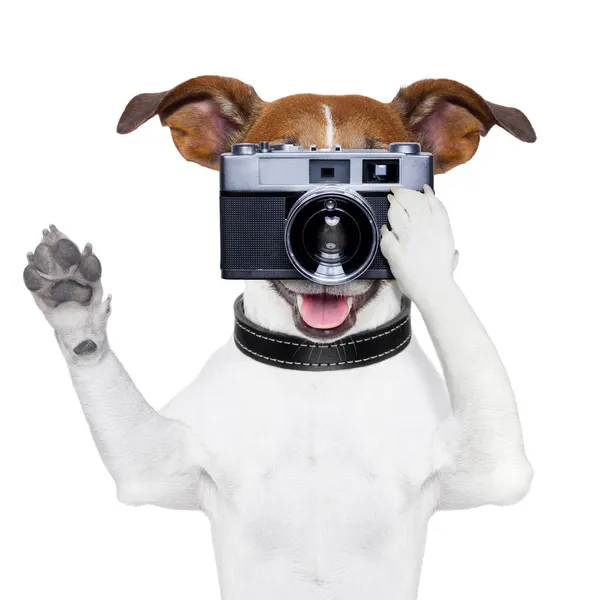 Dog photo Stock Image