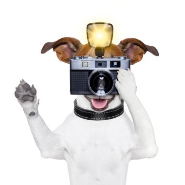 köpek fotoğraf