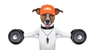Fitness köpek