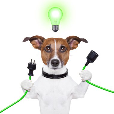 Eko köpek