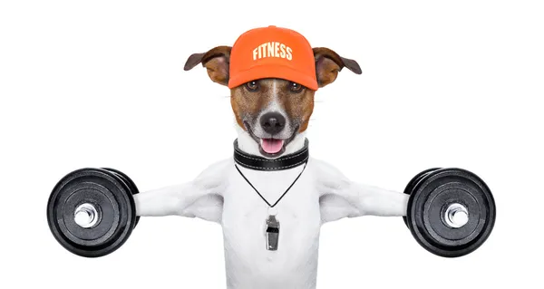 Cão fitness — Fotografia de Stock