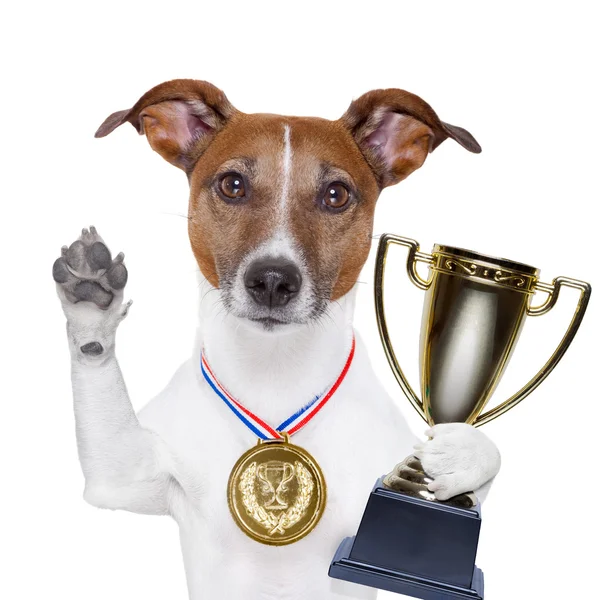 Győztes kutya — Stock Fotó