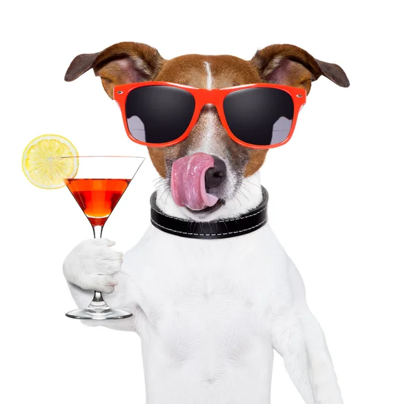 Hund med cocktail — Stockfoto