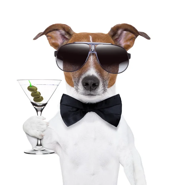 Martini dog — Stock Photo, Image