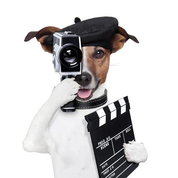 Film yönetmeni köpek — Stok fotoğraf