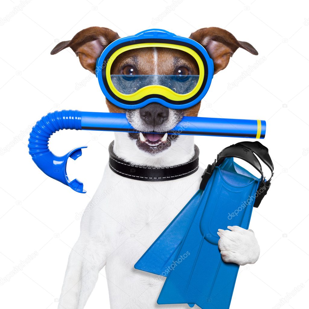Dog with snorkel picture Scuba dog — Stock Photo © damedeeso 20115205
