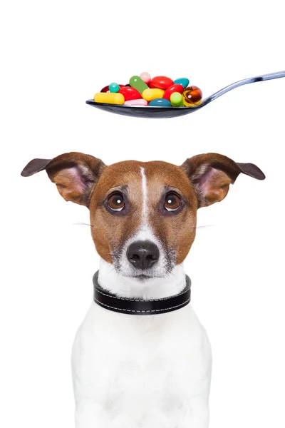 狗吃药饮食犬のワクチン接種 — 图库照片