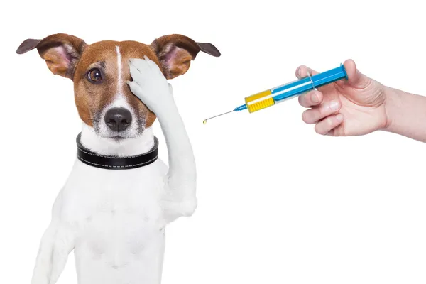 Dog vaccination — Stock Photo, Image