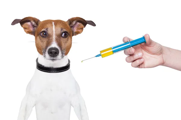 狗吃药饮食犬のワクチン接種 — ストック写真