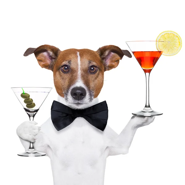 Koktajl pies kieliszki dla martini — Zdjęcie stockowe
