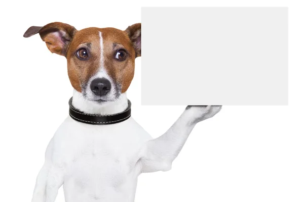 Copy space placard dog — Stock Photo, Image
