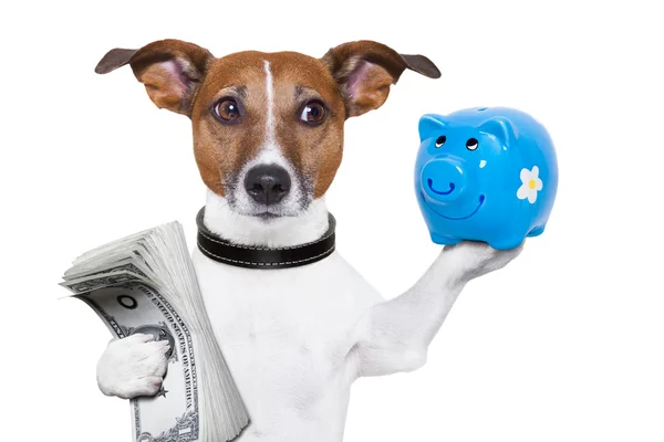 Geld sparender Hund — Stockfoto
