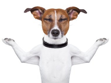köpek meditasyon