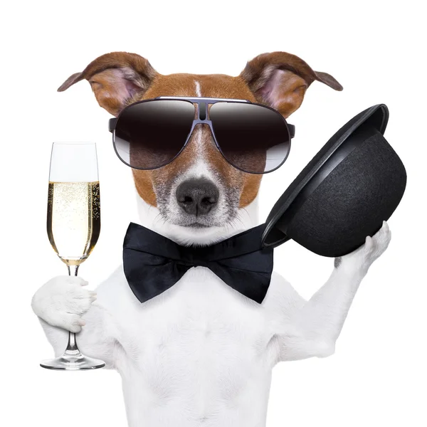 Cheers dog — Stock Photo, Image