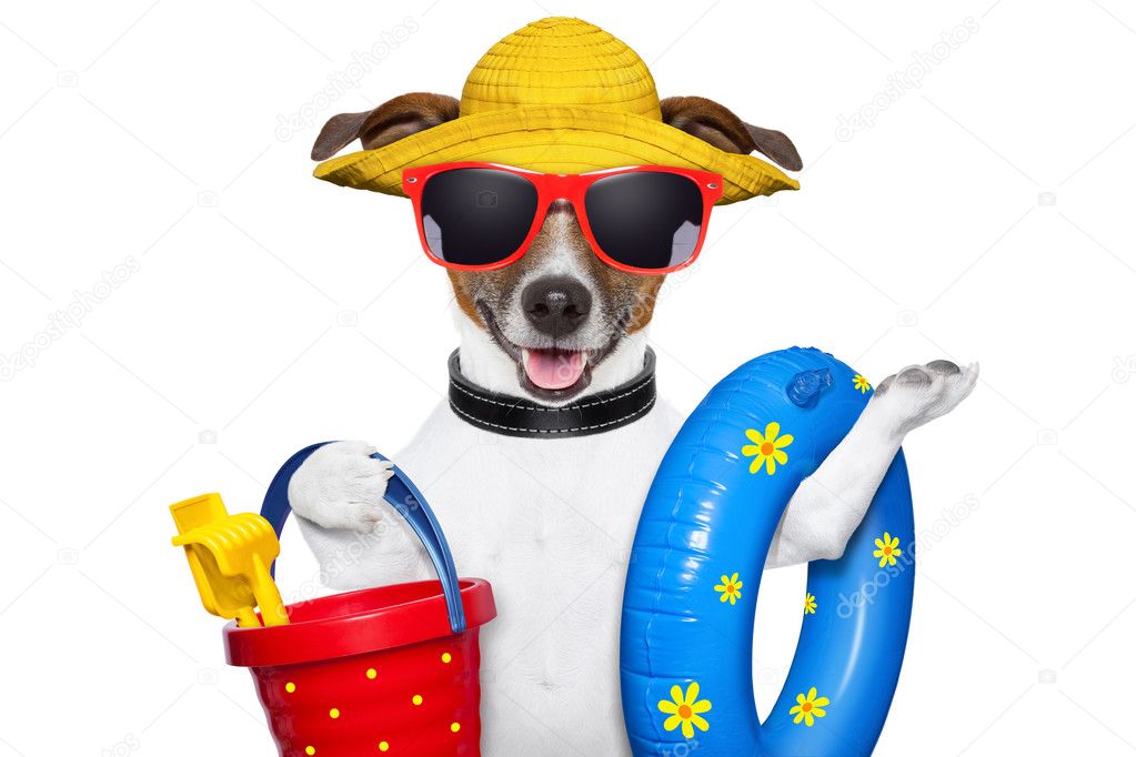 summer beach dog