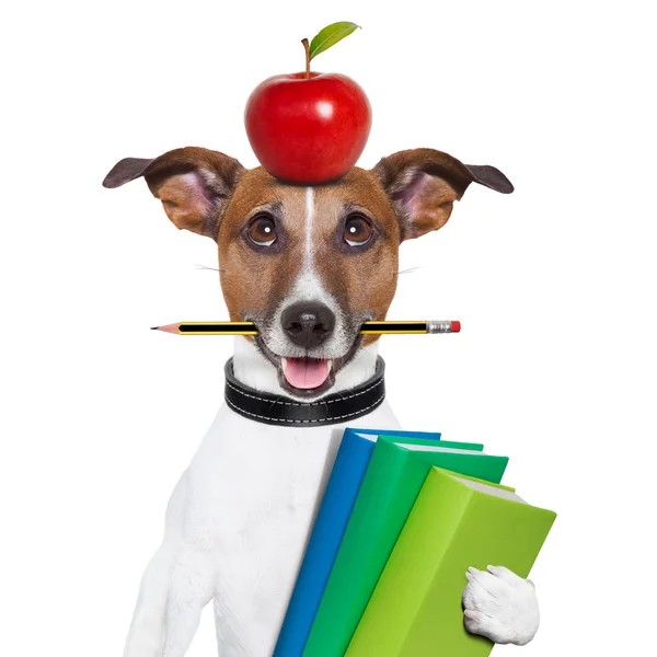 School dog — Stock Photo, Image