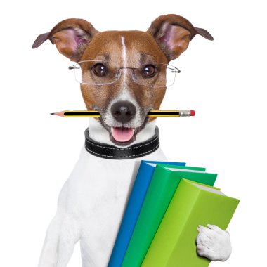 Okula köpek
