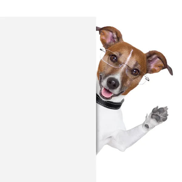 Hond banner — Stockfoto